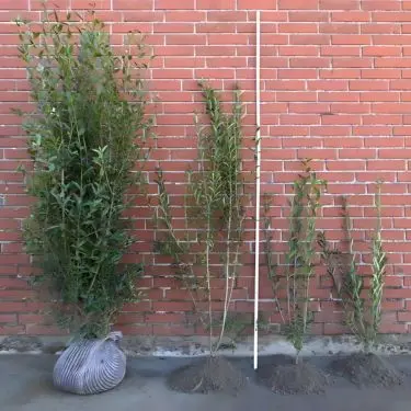 Hvad er det, jeg køber?